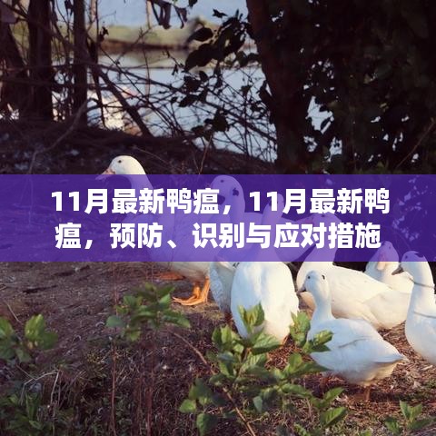 11月最新鴨瘟，預(yù)防、識別與應(yīng)對措施