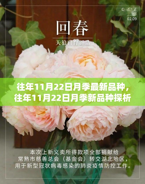 往年11月22日月季最新品種，往年11月22日月季新品種探析，觀點(diǎn)闡述與解析