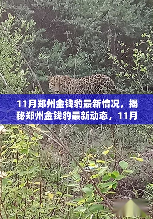 揭秘鄭州金錢豹最新動態(tài)，11月的觀察與發(fā)現(xiàn)，金錢豹最新情況揭秘