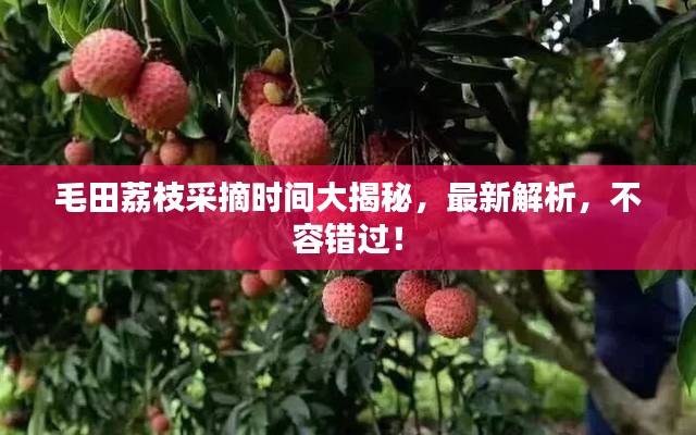 毛田荔枝采摘時間大揭秘，最新解析，不容錯過！