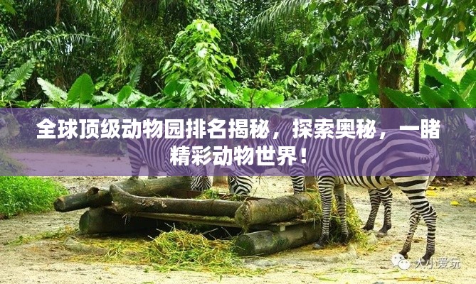 全球頂級(jí)動(dòng)物園排名揭秘，探索奧秘，一睹精彩動(dòng)物世界！