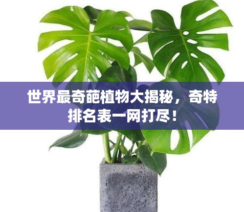 世界最奇葩植物大揭秘，奇特排名表一網(wǎng)打盡！