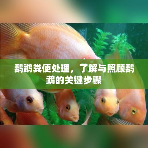 鸚鵡糞便處理，了解與照顧鸚鵡的關鍵步驟
