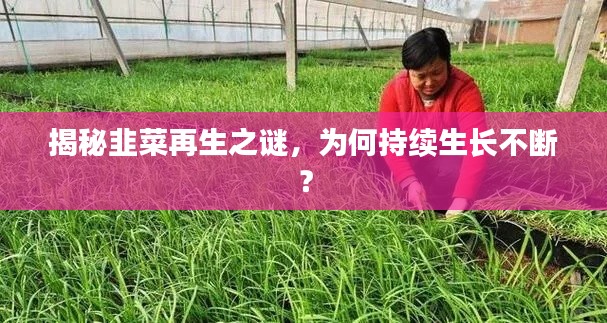 揭秘韭菜再生之謎，為何持續生長不斷？