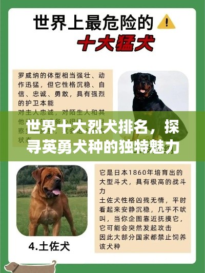 世界十大烈犬排名，探尋英勇犬種的獨特魅力