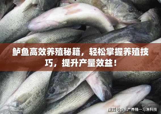 鱸魚高效養(yǎng)殖秘籍，輕松掌握養(yǎng)殖技巧，提升產(chǎn)量效益！