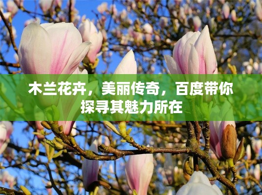 木蘭花卉，美麗傳奇，百度帶你探尋其魅力所在